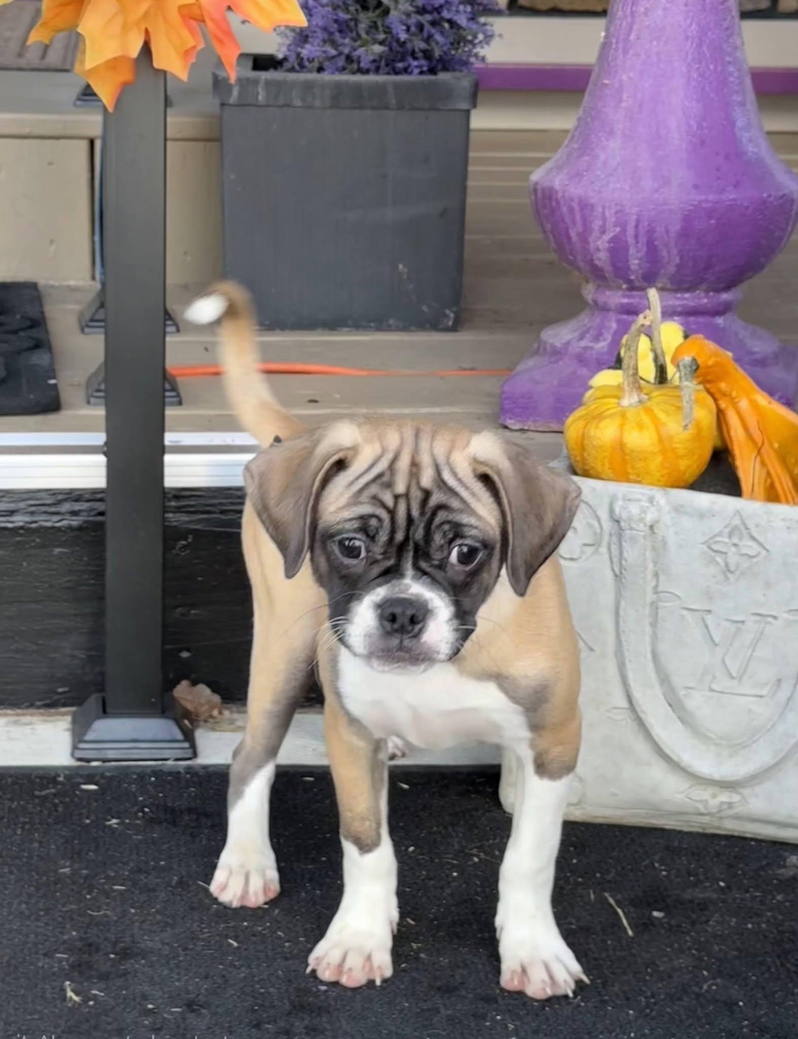 Enlarge Augusta, a Adoptable mixed breed in East Sparta, OH image 4/4