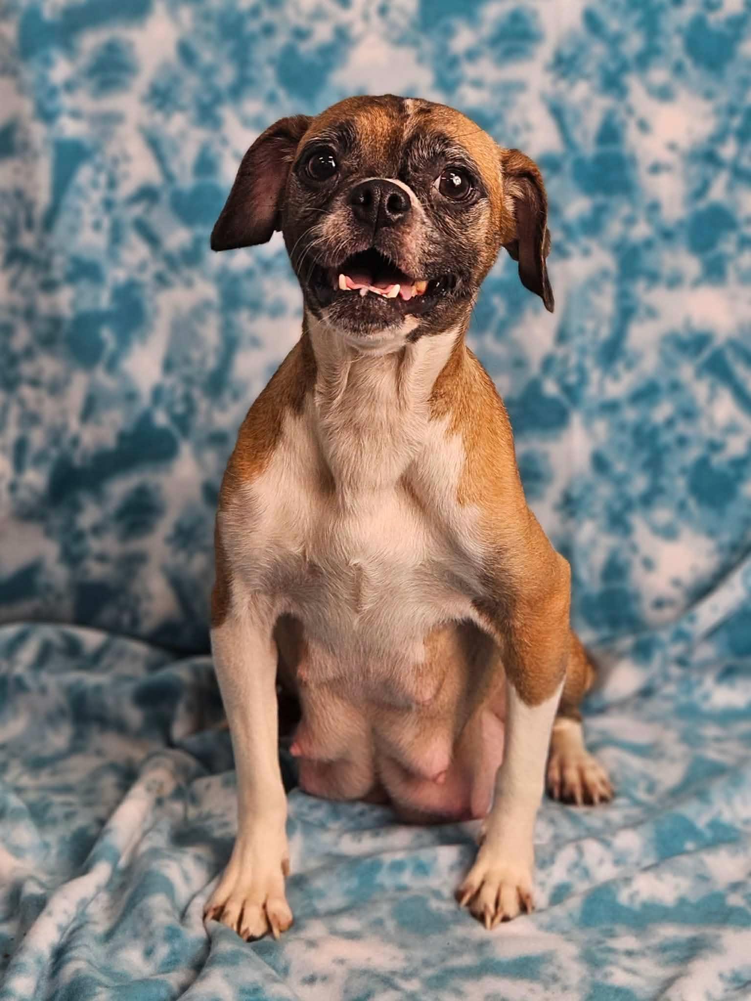 Enlarge Augusta, a Adoptable mixed breed in East Sparta, OH image 2/2
