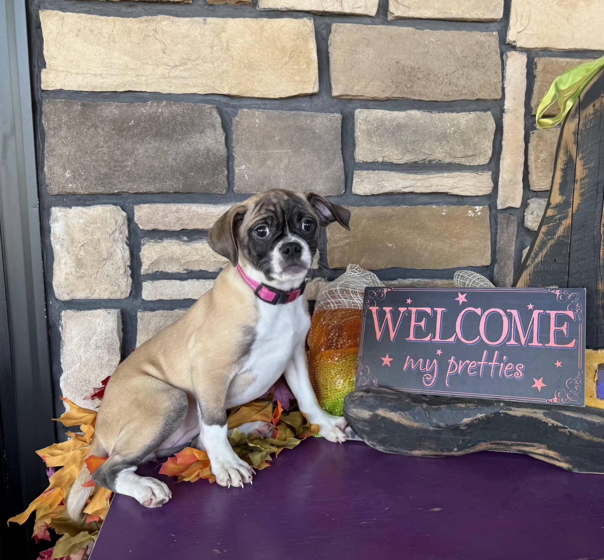 Enlarge Augusta, a Adoptable mixed breed in East Sparta, OH image 2/4