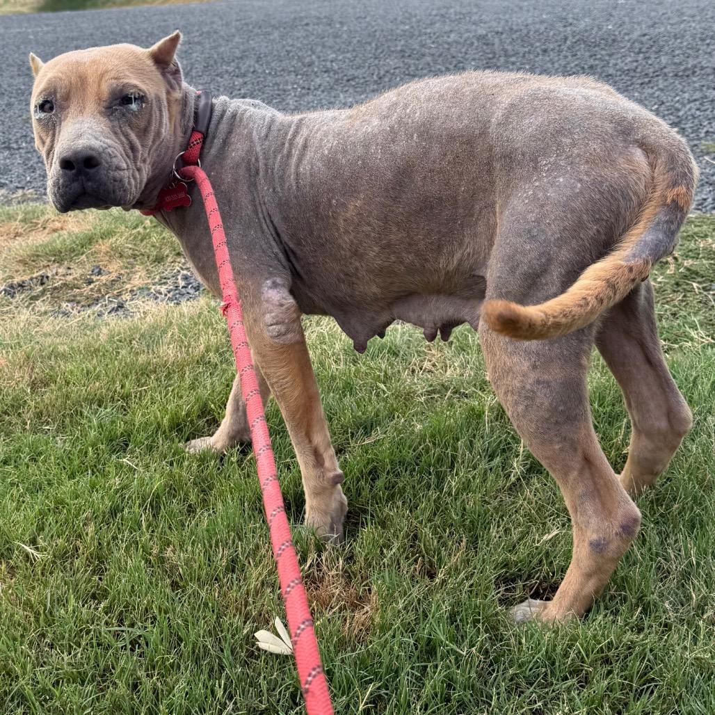 Canella, Adoptable, Adult Female Pit Bull Terrier & Mixed Breed.