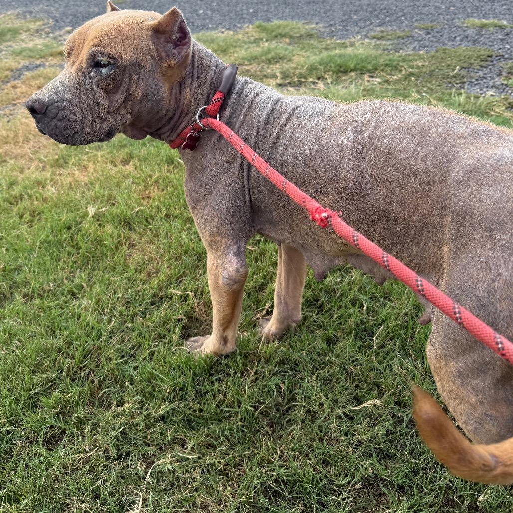 Canella, Adoptable, Adult Female Pit Bull Terrier & Mixed Breed.