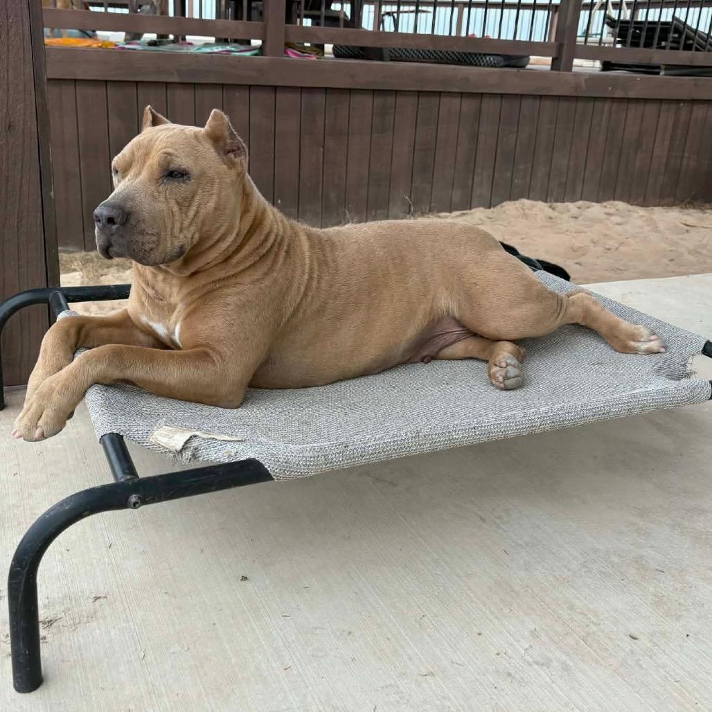 Enlarge Canella, a Adoptable mixed breed in Floresville, TX image 2/6