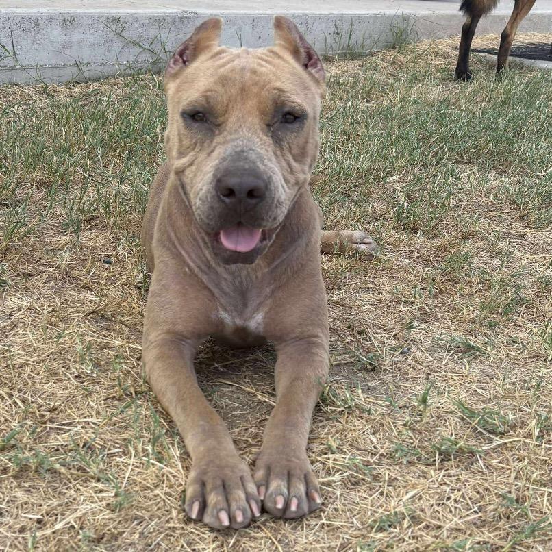 Enlarge Canella, a Adoptable mixed breed in Floresville, TX image 4/6