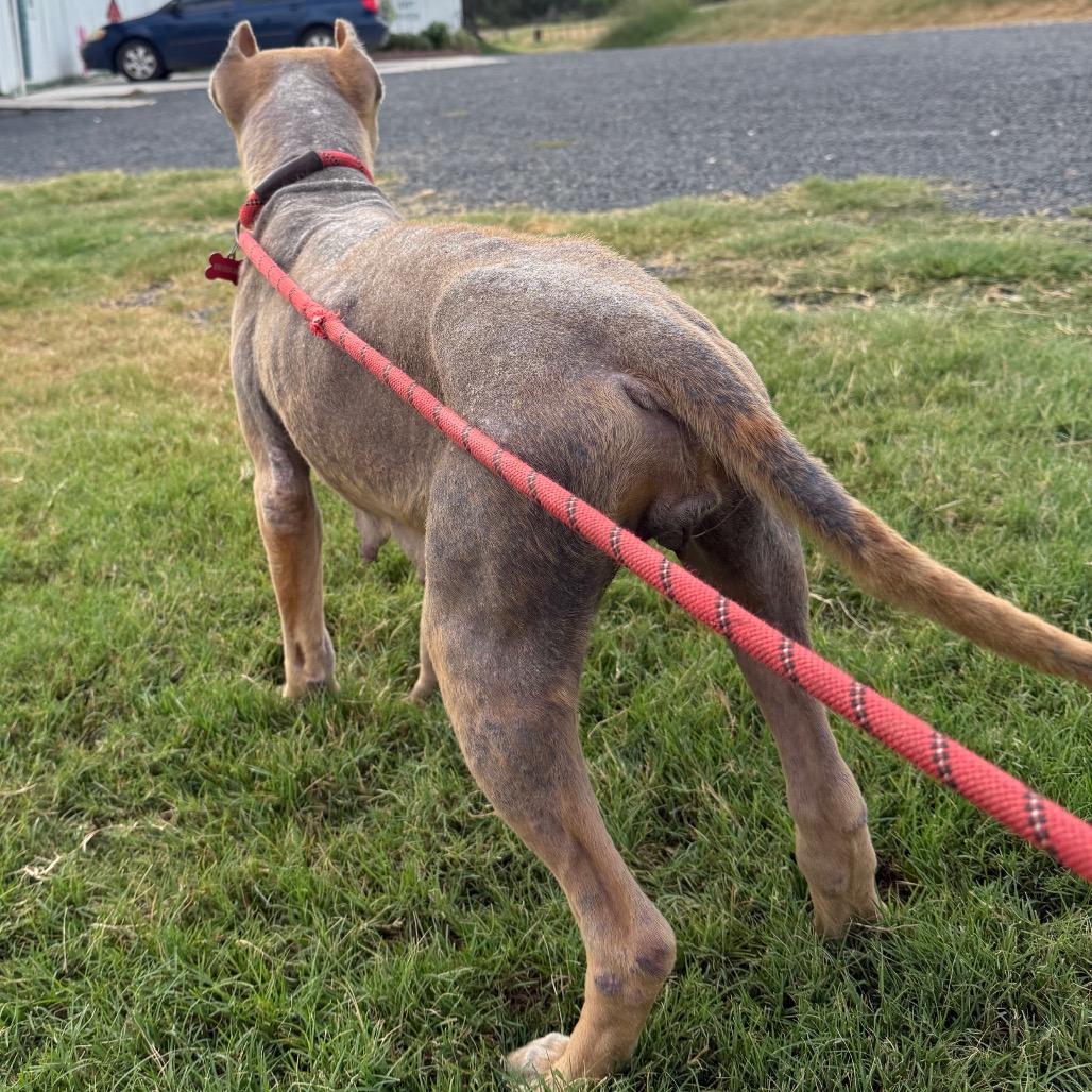 Enlarge Canella, a Adoptable mixed breed in Floresville, TX image 5/6
