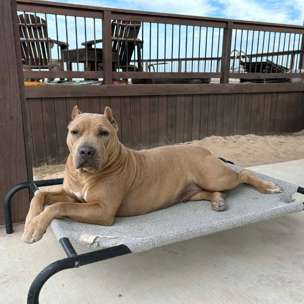 Enlarge Canella, a Adoptable mixed breed in Floresville, TX image 6/6