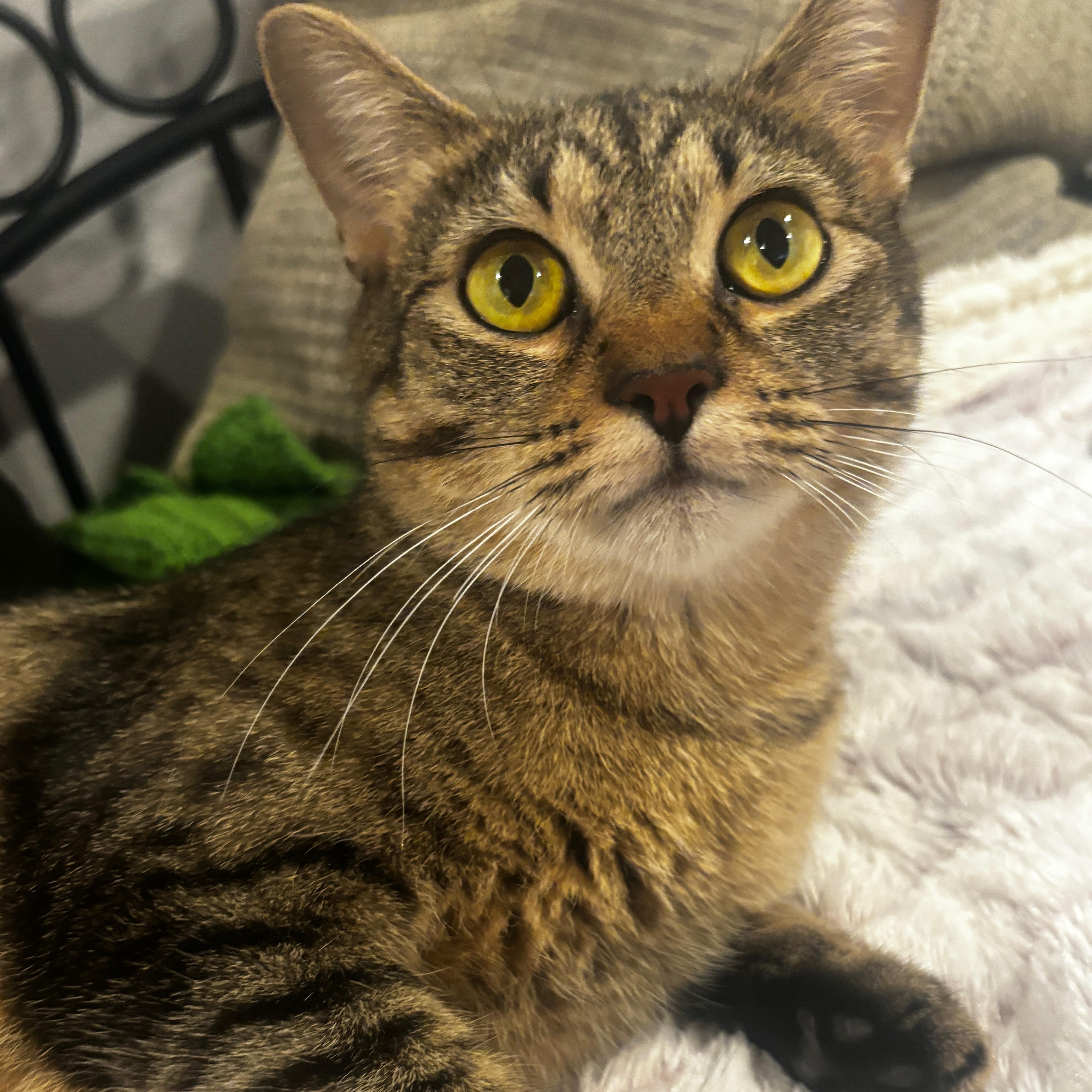 Solara Richards, adoptable, Adult Female Domestic Short Hair & Tabby.