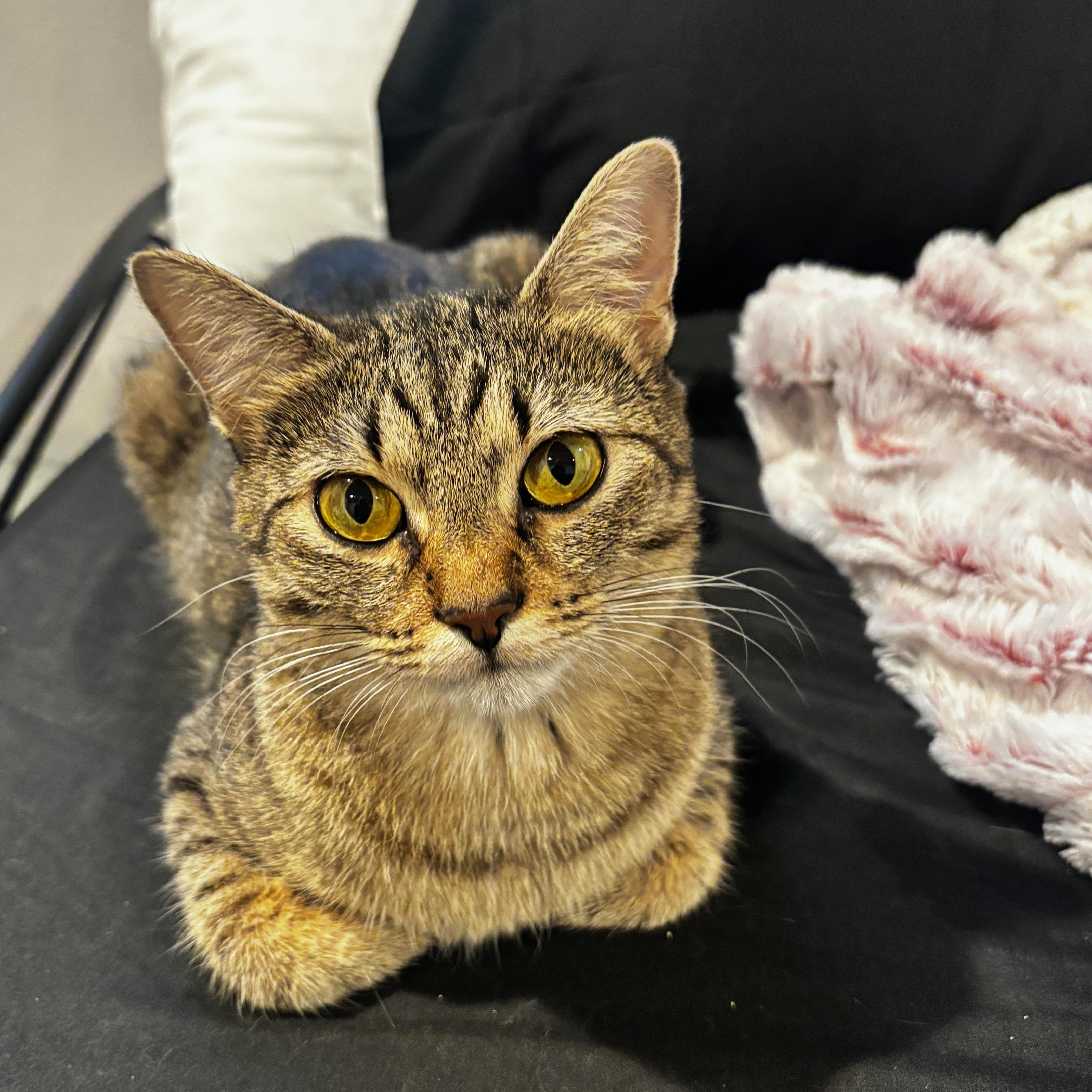 Enlarge Solara Richards, an adoptable mixed breed in Denver, CO image 3/6