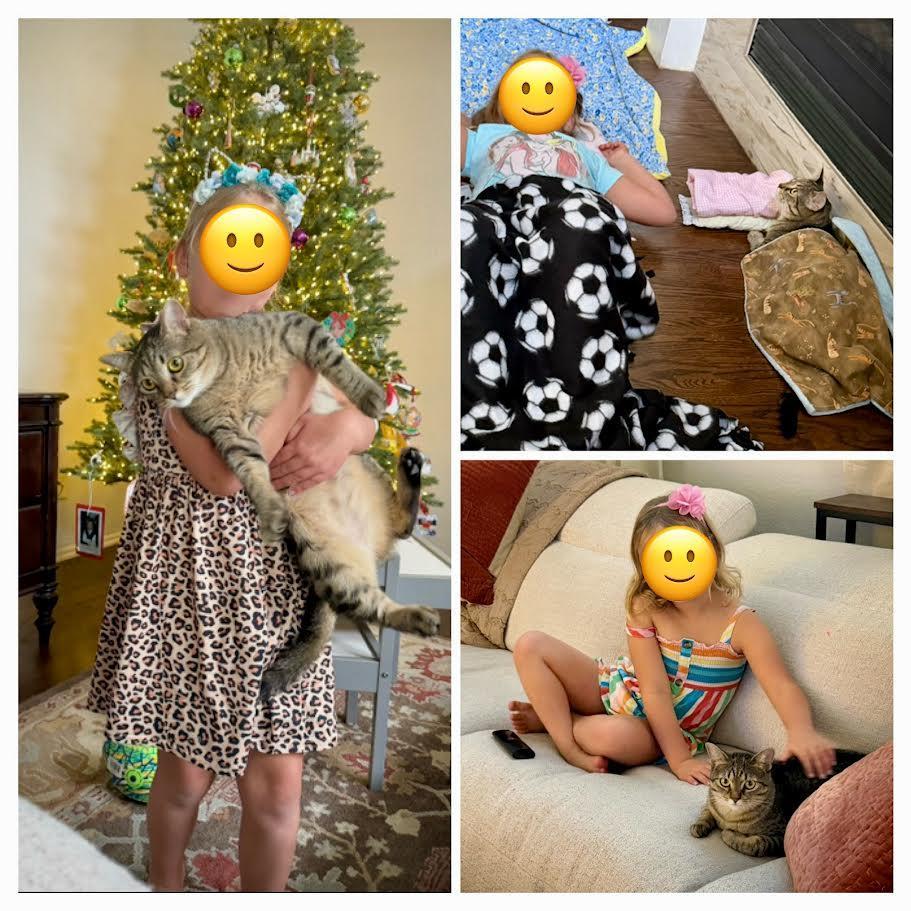 Enlarge Solara Richards, an adoptable mixed breed in Denver, CO image 5/6