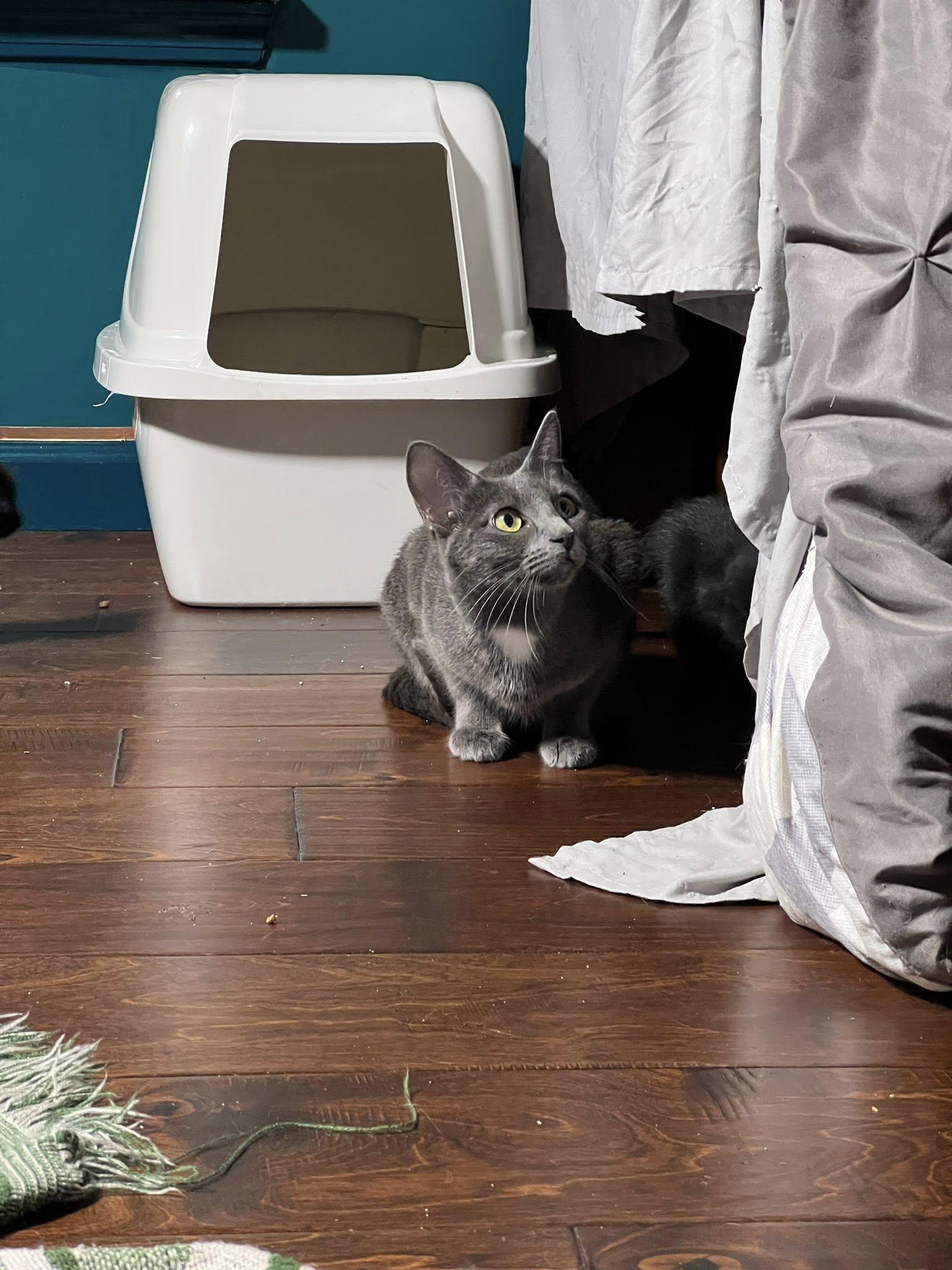 Bernadette, a ADOPTABLE Domestic Short Hair in Lebanon, IN image 1/2