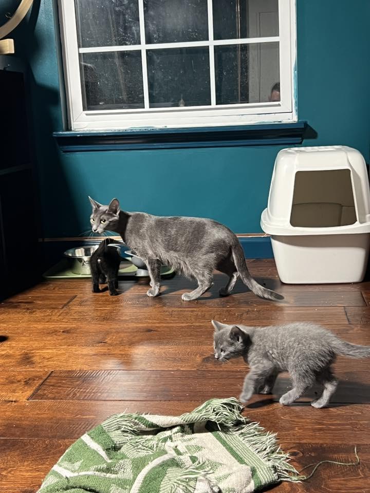 Bernadette, a ADOPTABLE Domestic Short Hair in Lebanon, IN image 2/2