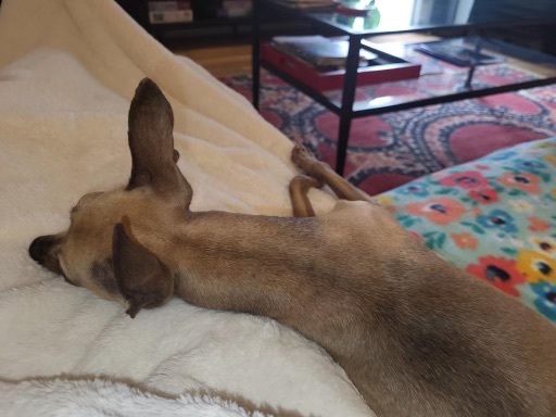 Enlarge Toby, a Adopted Italian Greyhound in Bellaire, TX image 2/6