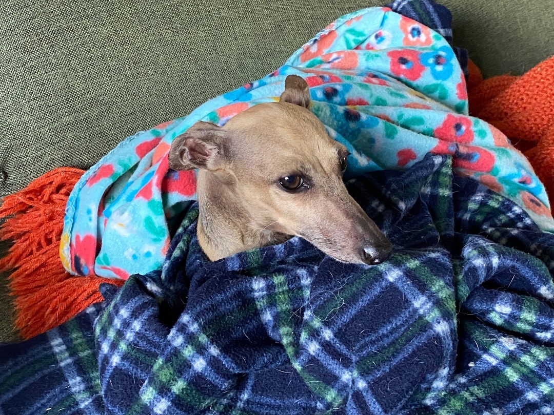 Enlarge Toby, a Adopted Italian Greyhound in Bellaire, TX image 3/6