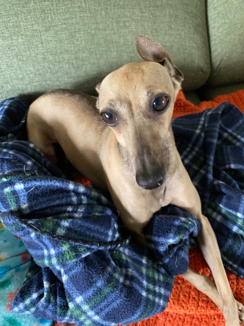 Enlarge Toby, a Adopted Italian Greyhound in Bellaire, TX image 5/6