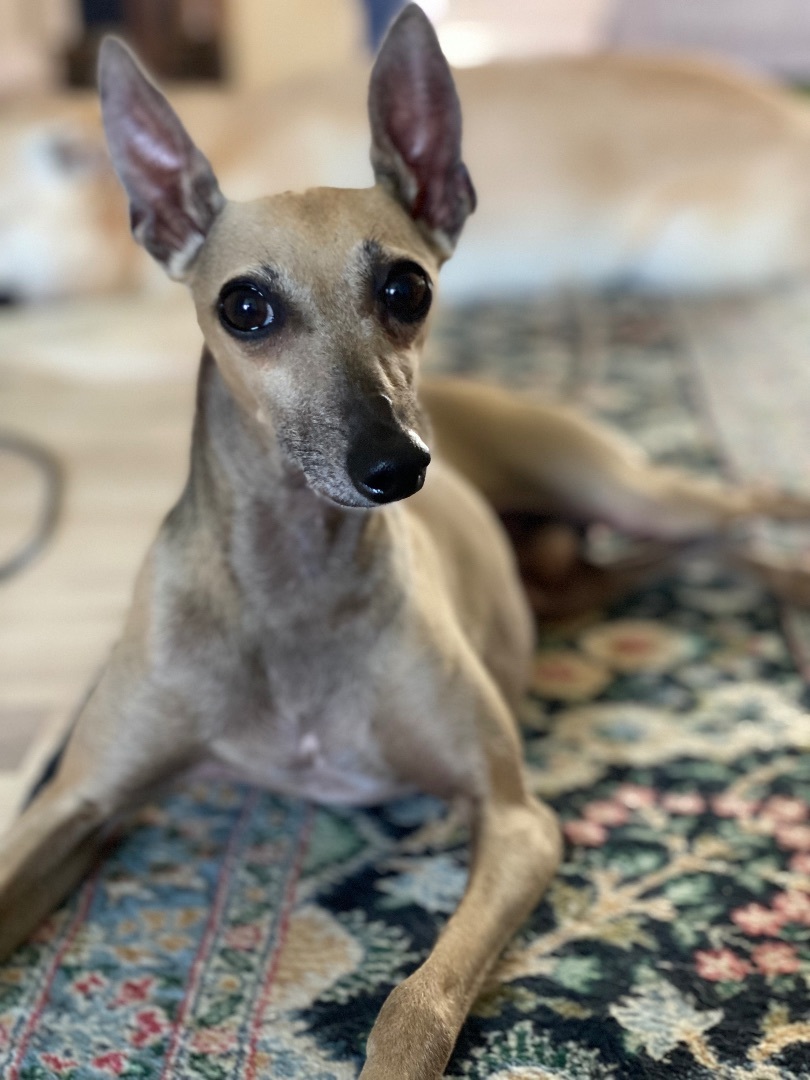 Enlarge Toby, a Adopted Italian Greyhound in Bellaire, TX image 6/6