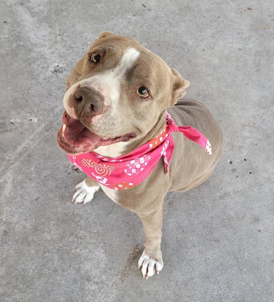 Sydney, a Found mixed breed in Fort Myers, FL image 1/2