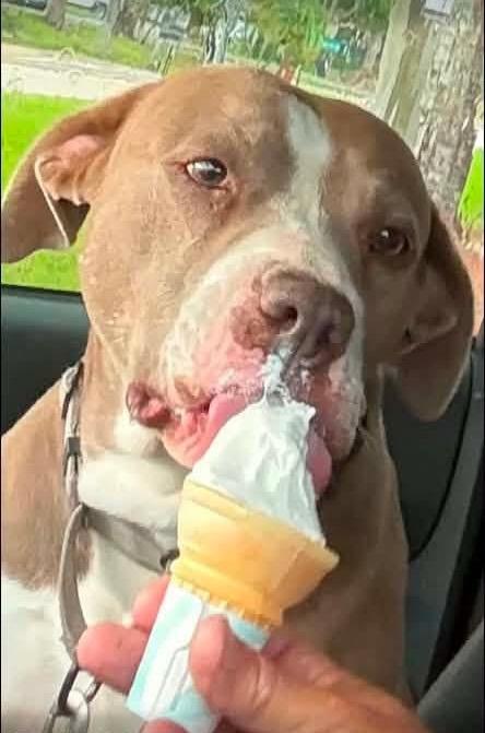 Enlarge Sydney-1/2 Price Adoption Fee Special!, a Adoptable mixed breed in Fort Myers, FL image 1/3