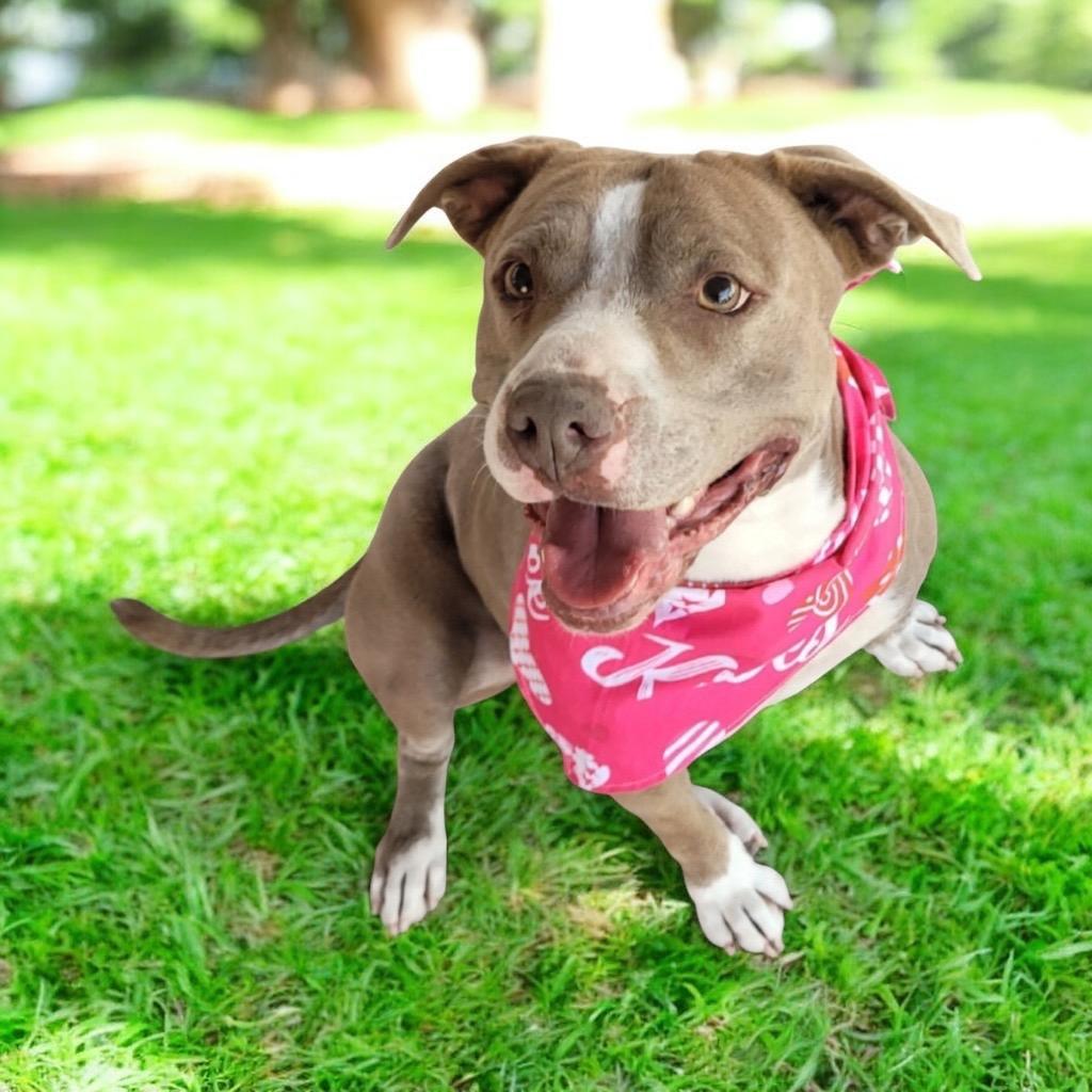Sydney-Mama's Turn for a Home!, a Adoptable mixed breed in Fort Myers, FL image 1/2