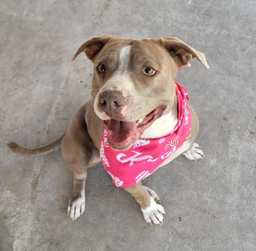 Sydney, a Found mixed breed in Fort Myers, FL image 2/2