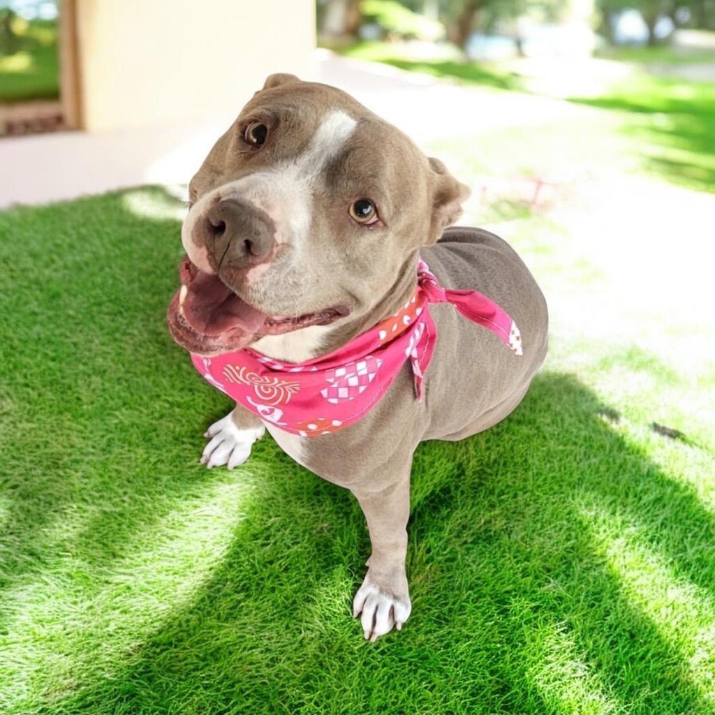 Sydney-Mama's Turn for a Home!, a Adoptable mixed breed in Fort Myers, FL image 2/2