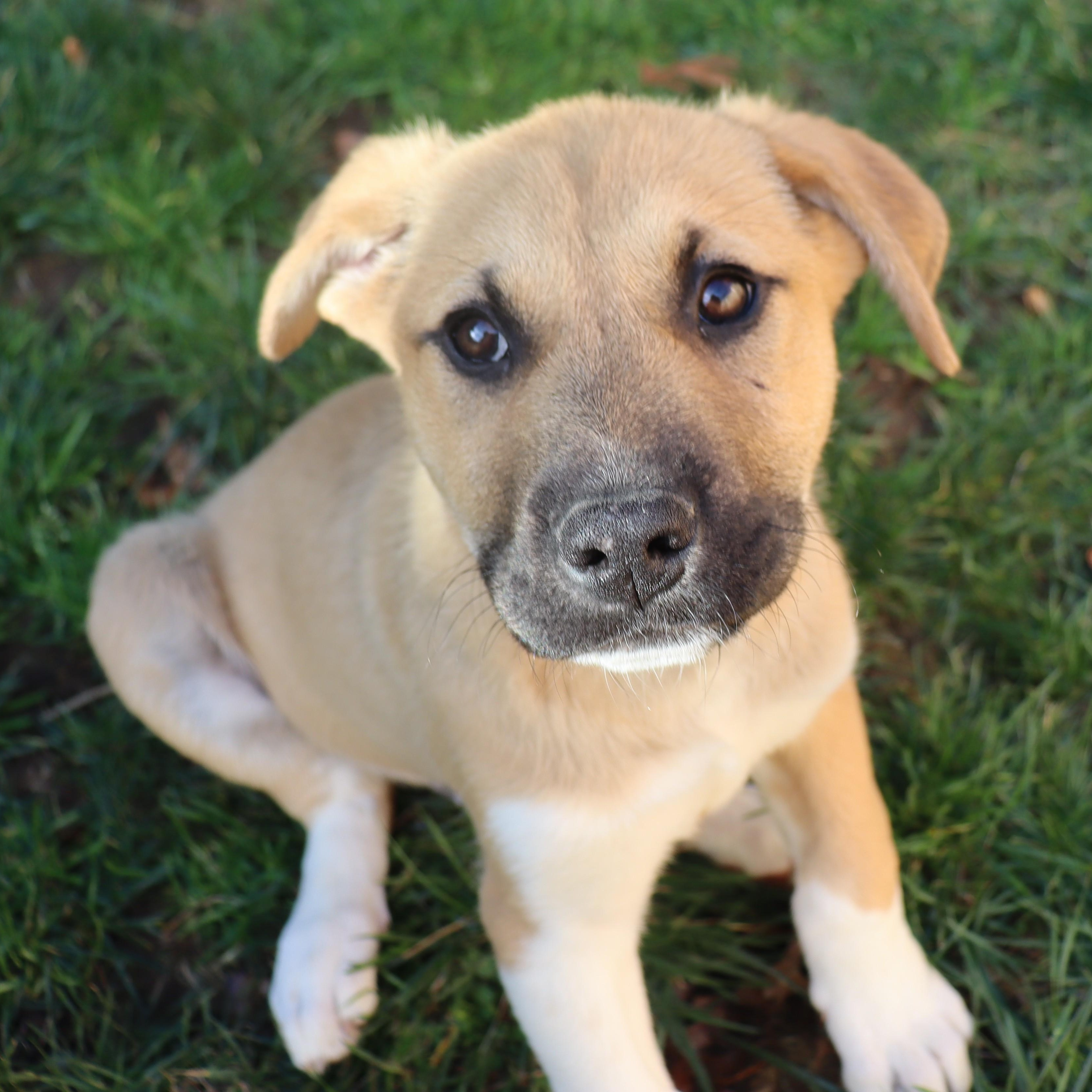 Enlarge Randy, a Adoptable mixed breed in Portland, OR image 4/5