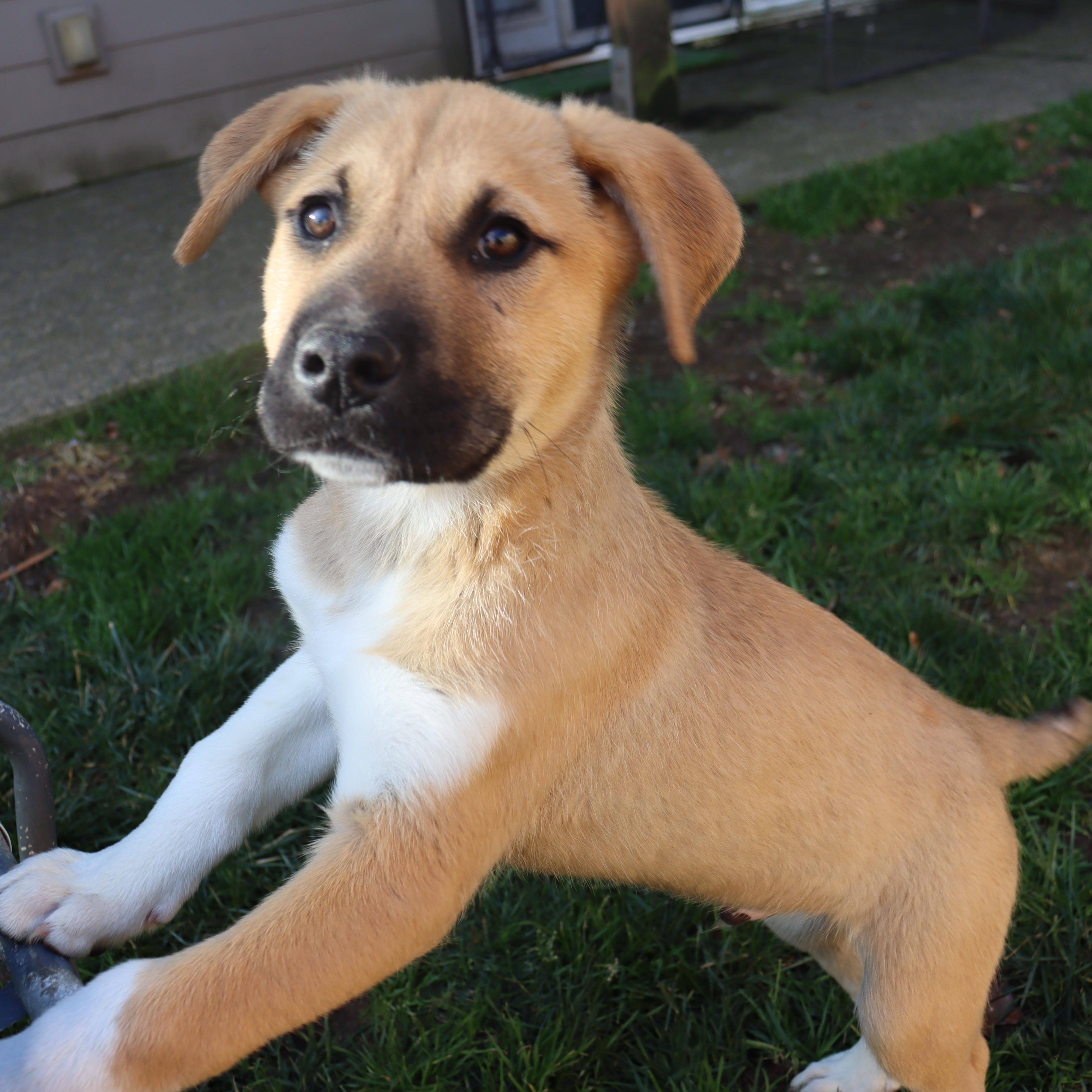 Randy, Adoptable, Puppy Male Great Pyrenees.