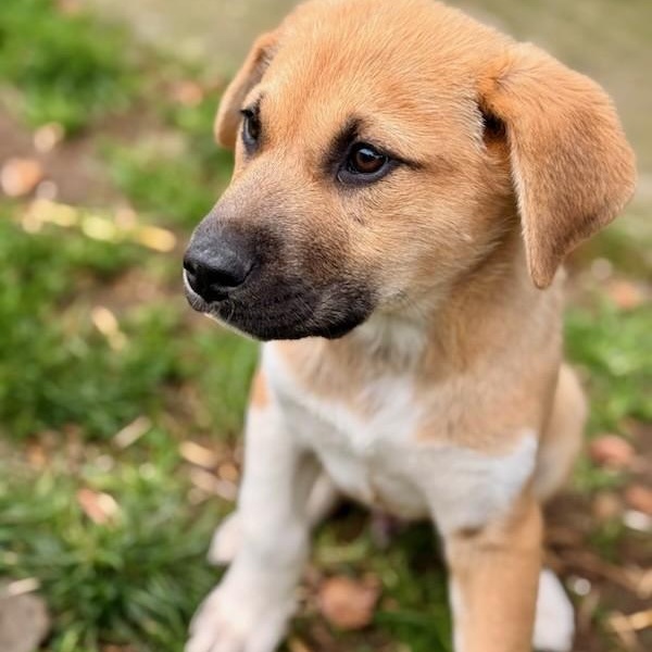 Enlarge Randy, a Adoptable mixed breed in Portland, OR image 2/5