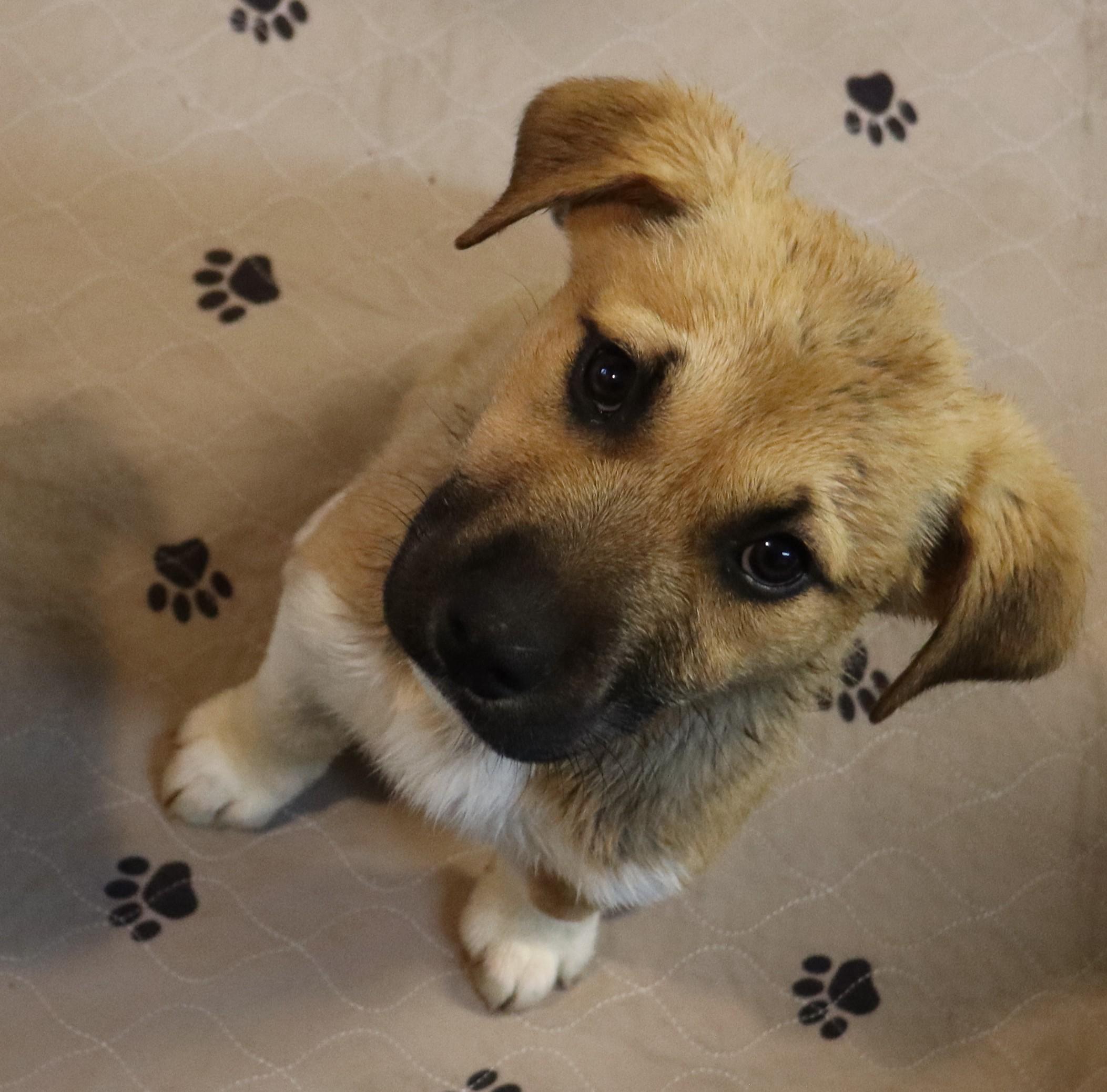 Enlarge Randy, a Adoptable mixed breed in Portland, OR image 5/5