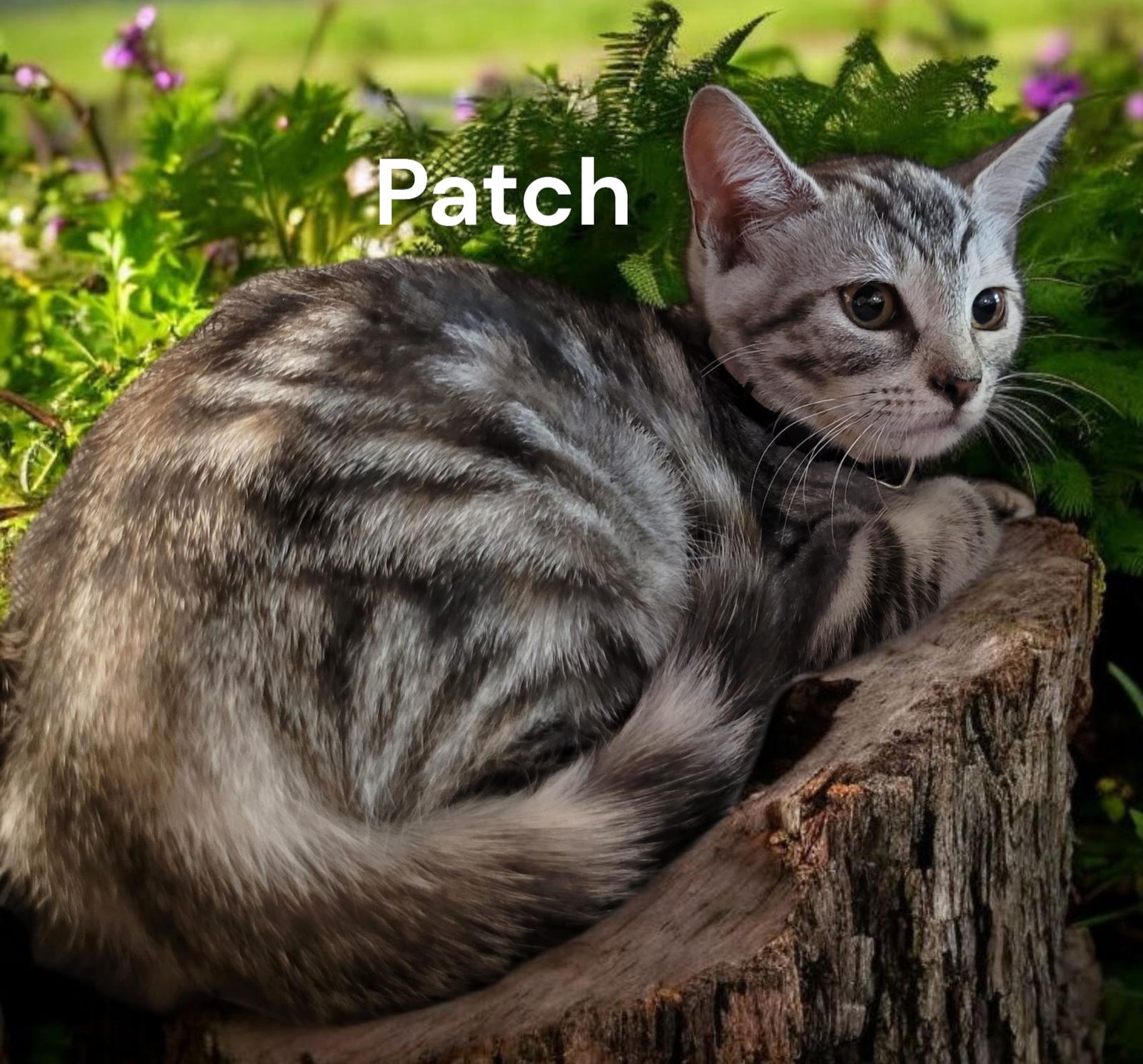 Enlarge Patch, a Adoptable Tabby in Chesapeake, VA image 1/1