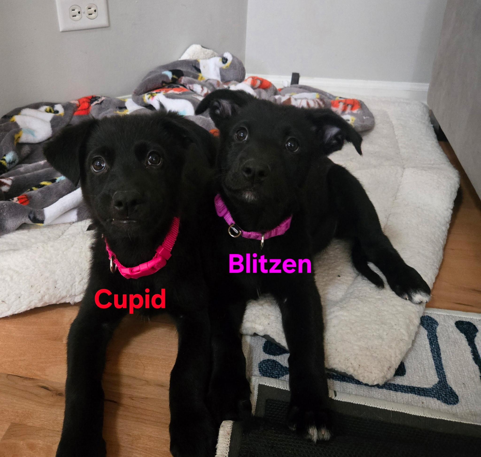 Enlarge Blitzen, a Adoptable mixed breed in Oswego, IL image 4/4