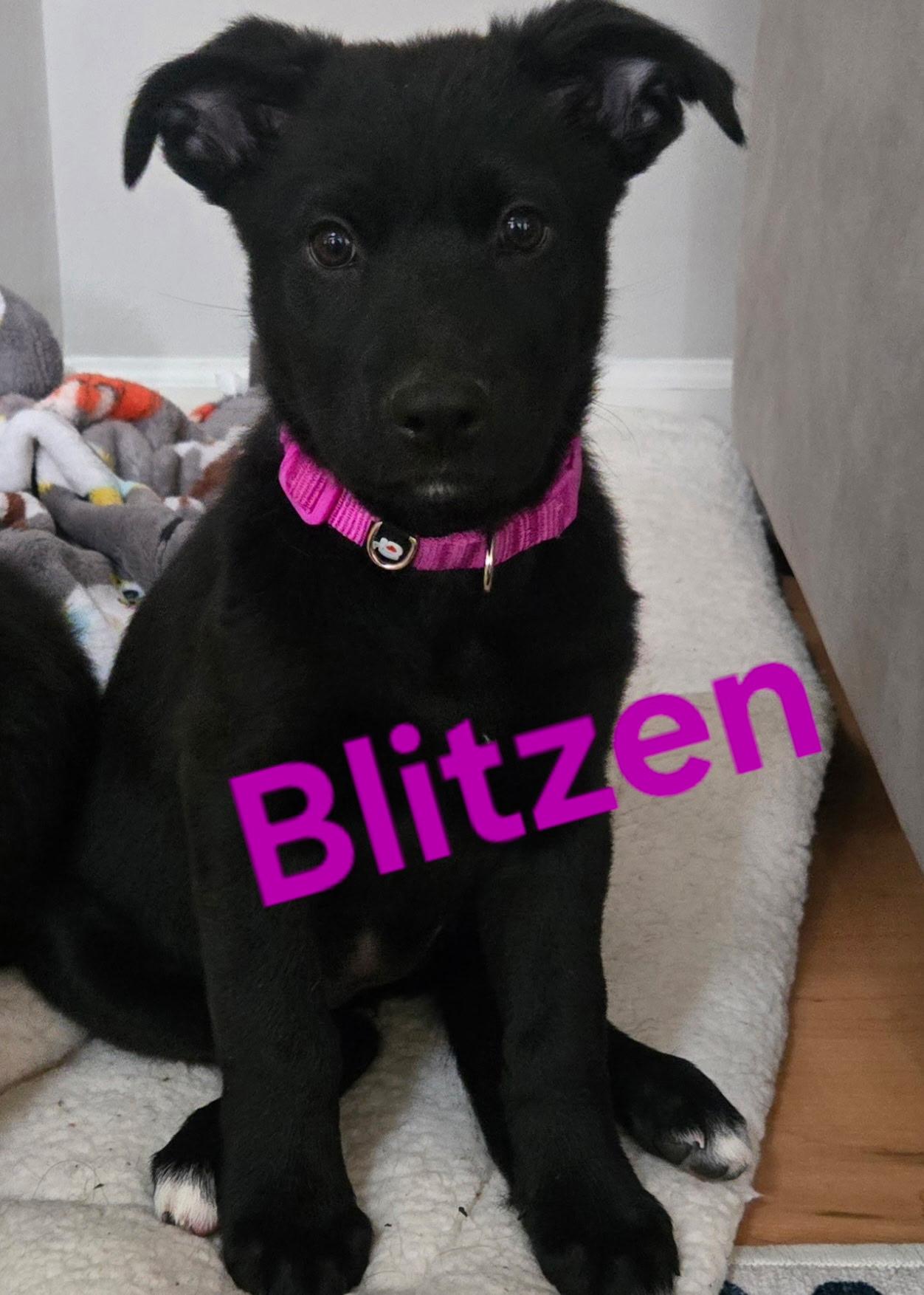 Enlarge Blitzen, a Adoptable mixed breed in Oswego, IL image 2/4