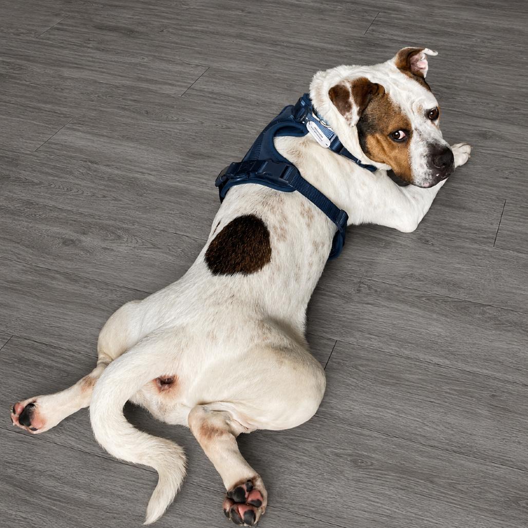 Drew, a Adoptable mixed breed in Binghamton, NY image 1/6