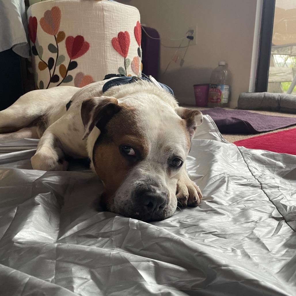 Drew, a Adoptable mixed breed in Binghamton, NY image 2/6