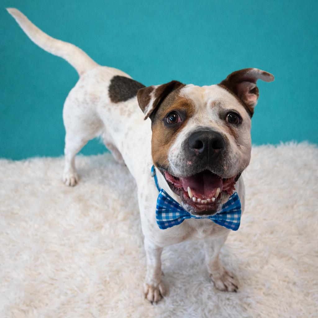 Drew, Adoptable, Adult Male Mixed Breed & Mixed Breed.