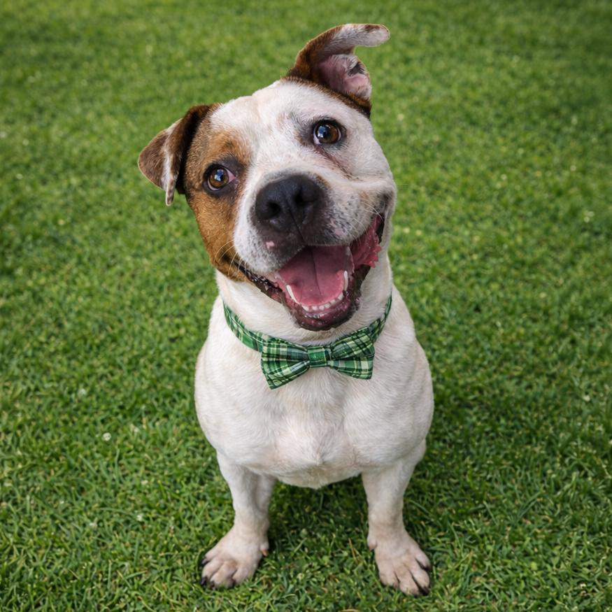 Enlarge Drew, a Adoptable mixed breed in Binghamton, NY image 2/2