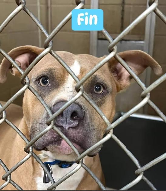 Fin, Adoptable, Young Male Mixed Breed.