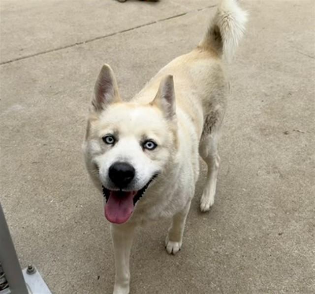 BEGONIA, Adoptable, Young Female Husky.