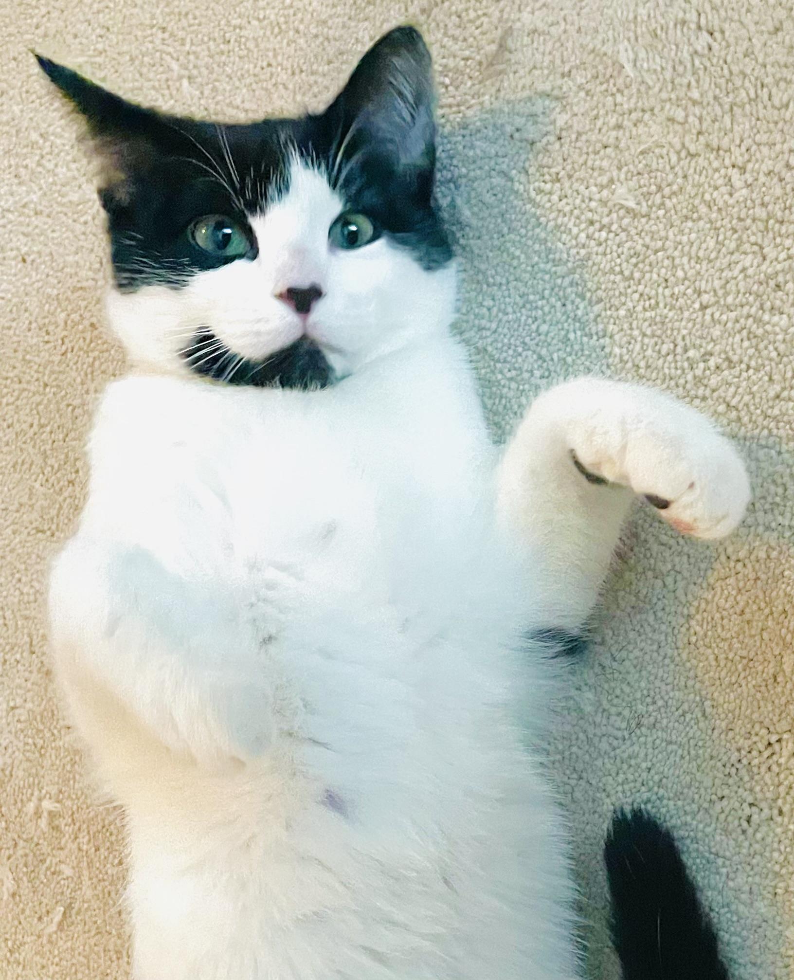 Oreo, Adopted, Kitten Male Domestic Short Hair.