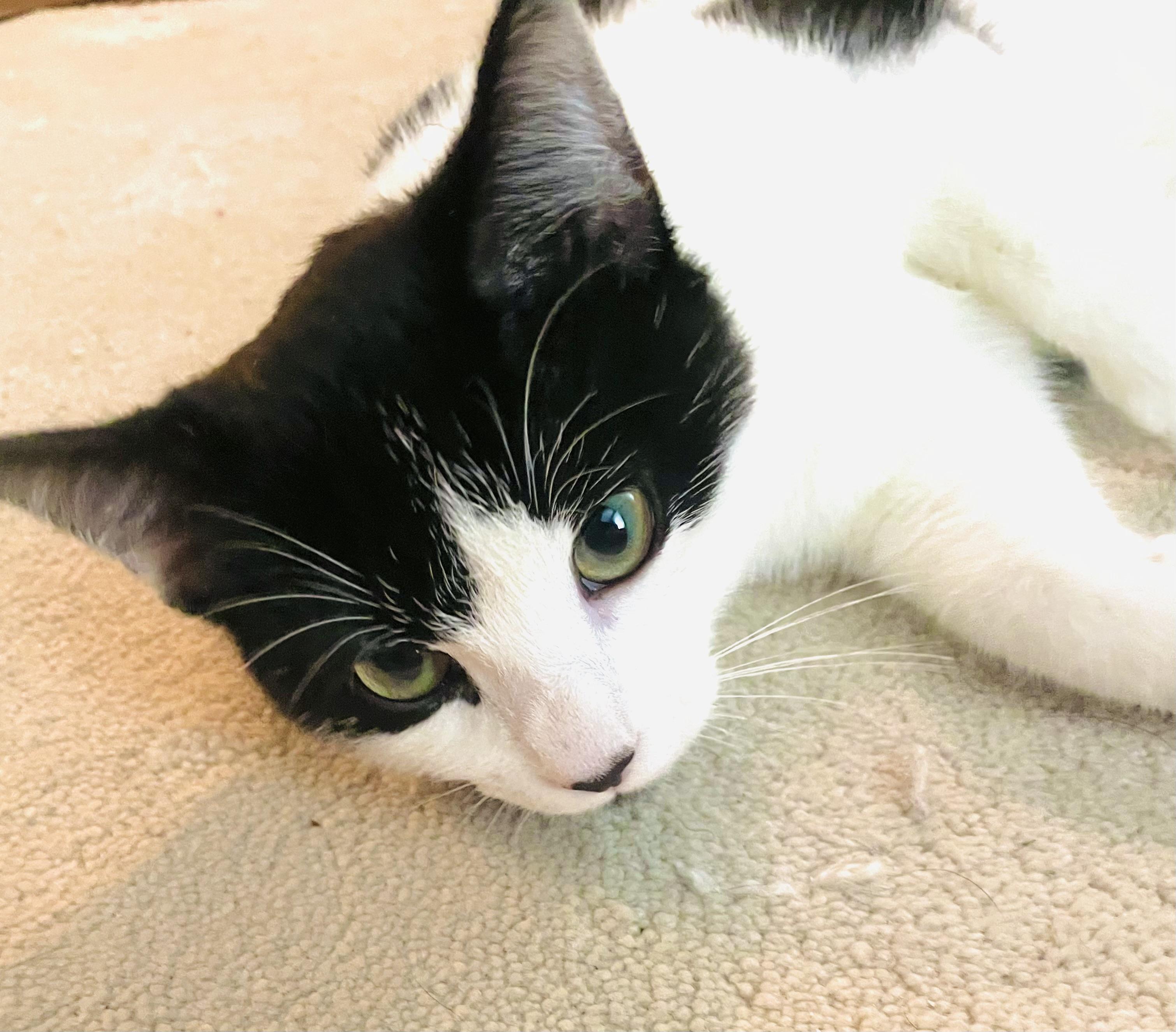 Oreo, a Adopted Domestic Short Hair in Arlington, TX image 1/4