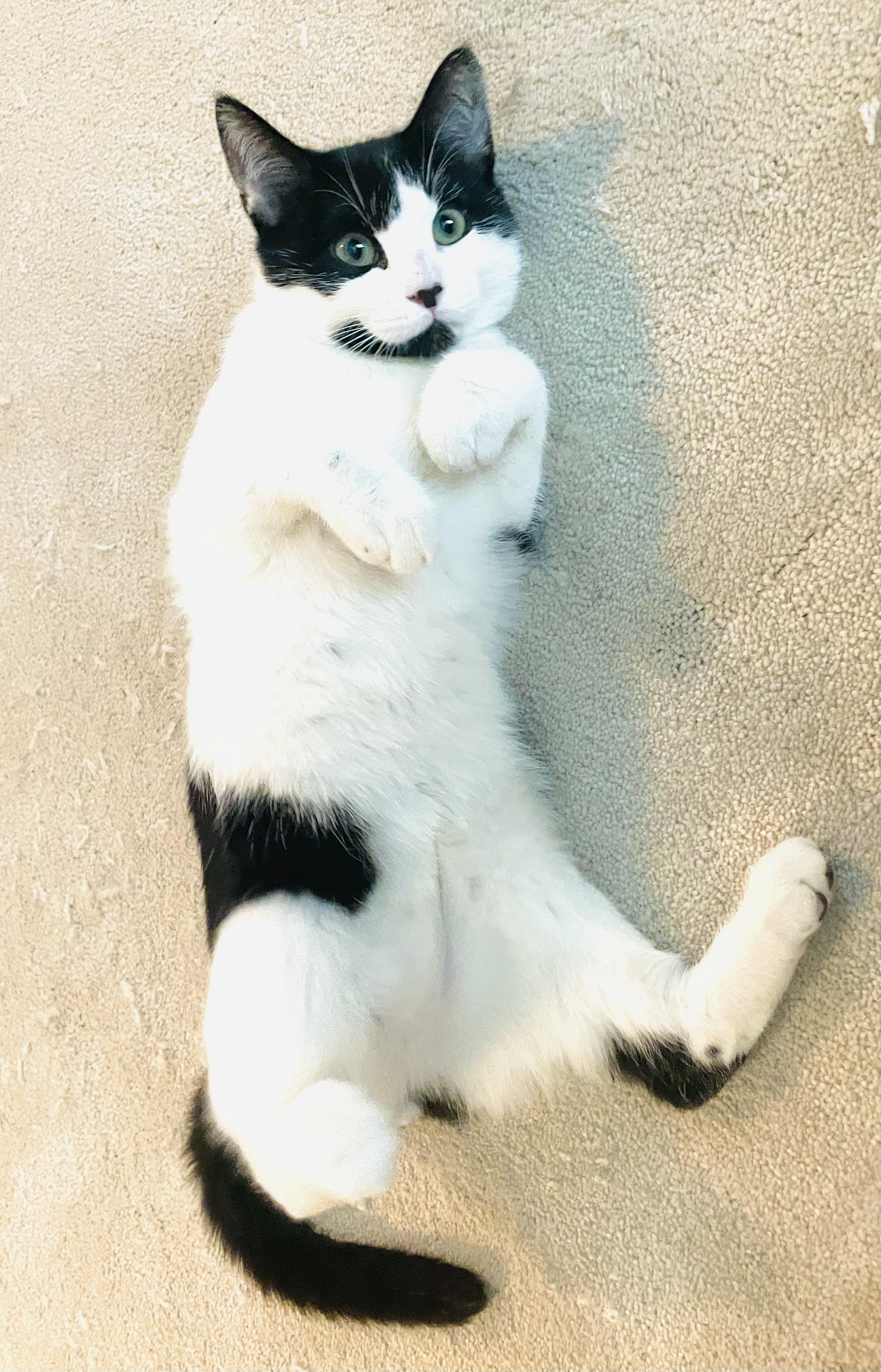 Oreo, a Adopted Domestic Short Hair in Arlington, TX image 4/4