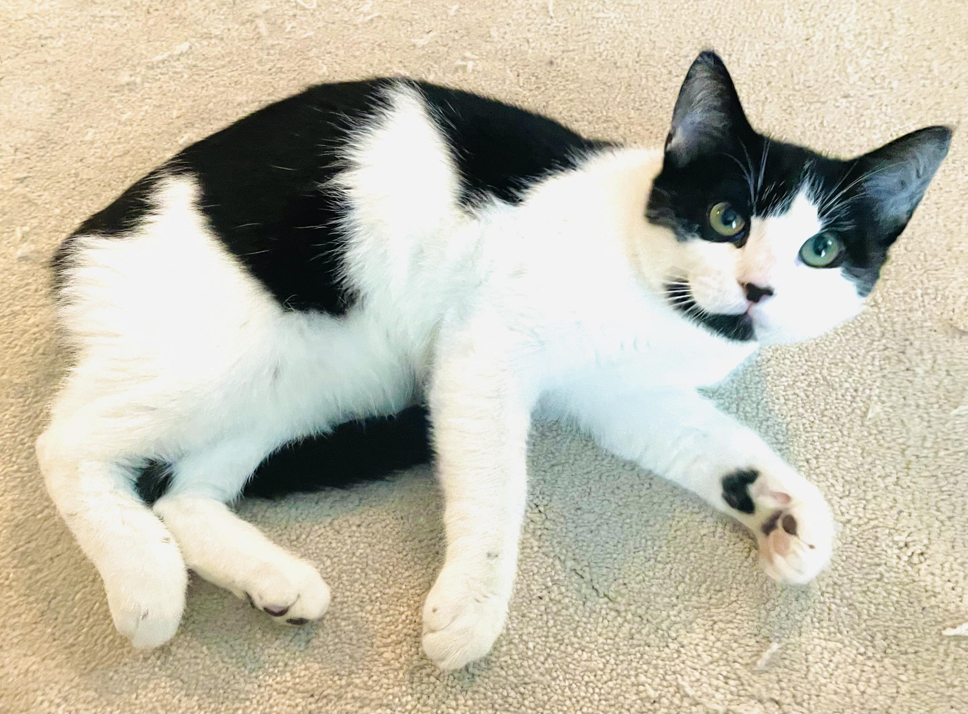 Oreo, a Adopted Domestic Short Hair in Arlington, TX image 2/4