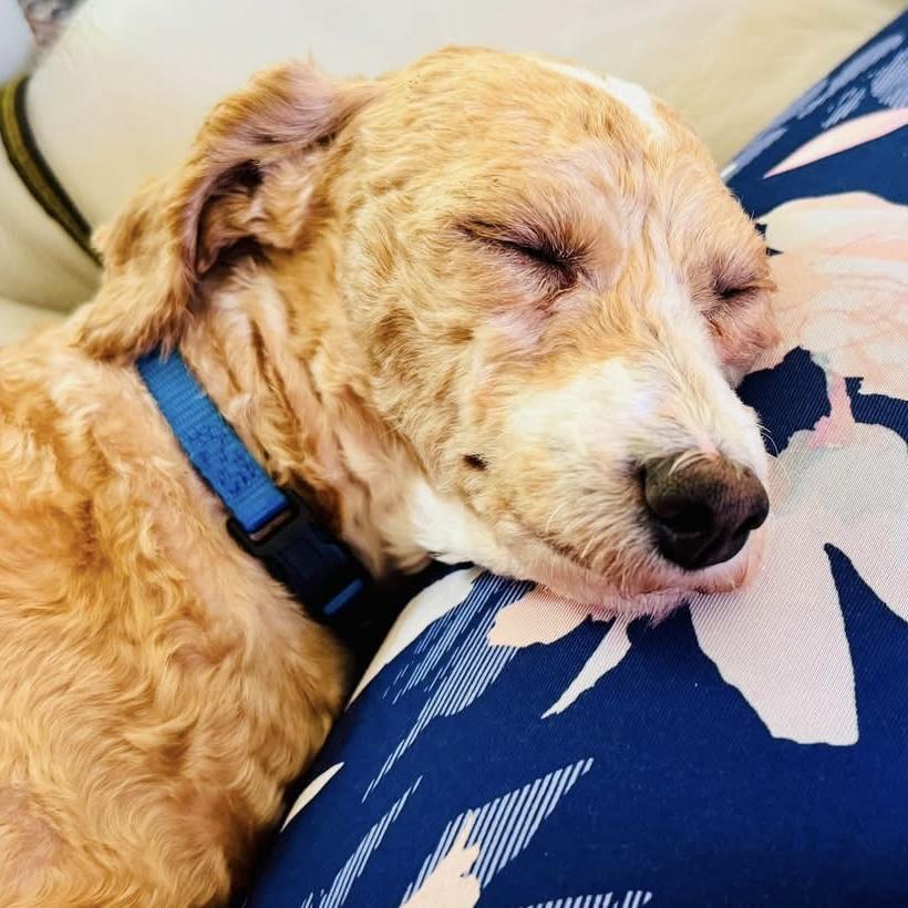 Teddy, an adopted Poodle in Libertyville, IL image 2/5