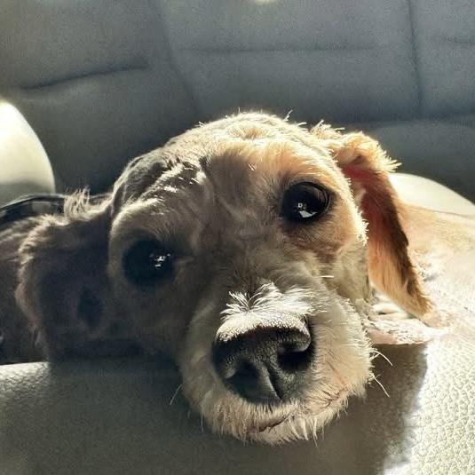 Teddy, an adopted Poodle in Libertyville, IL image 3/5