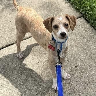 Teddy, an adopted Poodle in Libertyville, IL image 1/5