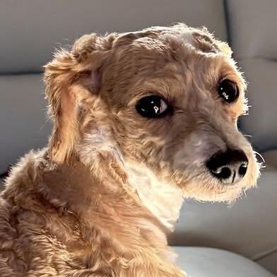 Teddy, an adopted Poodle in Libertyville, IL image 4/5