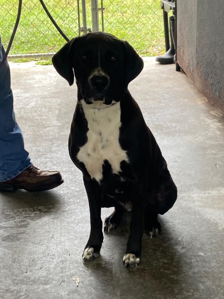 Enlarge Martha, a Adoptable mixed breed in Swainsboro, GA image 1/4