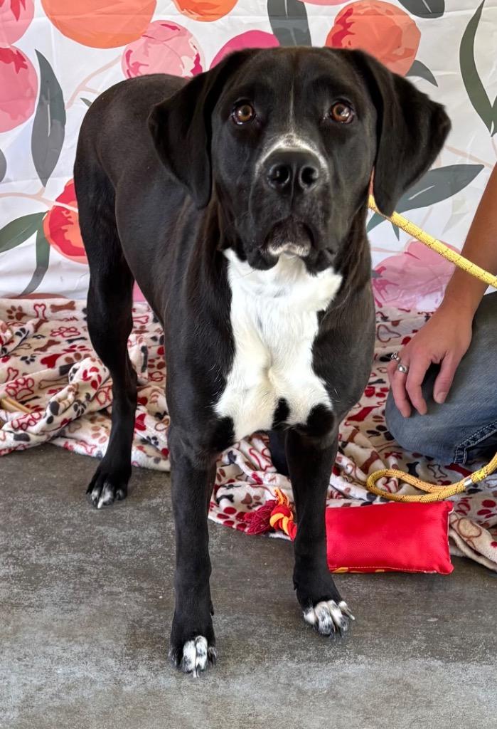 Enlarge Martha, a Adoptable mixed breed in Swainsboro, GA image 2/4