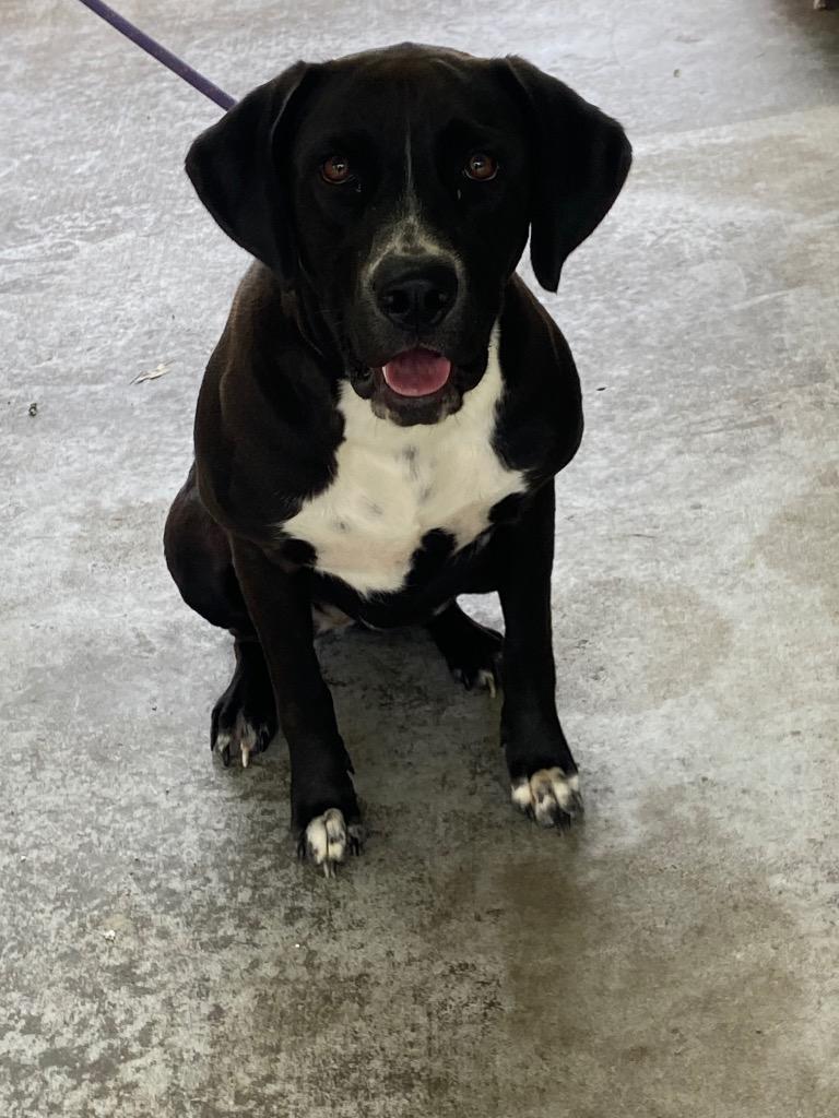 Enlarge Martha, a Adoptable mixed breed in Swainsboro, GA image 3/4