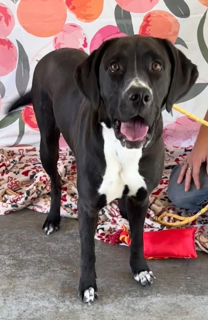 Enlarge Martha, a Adoptable mixed breed in Swainsboro, GA image 4/4