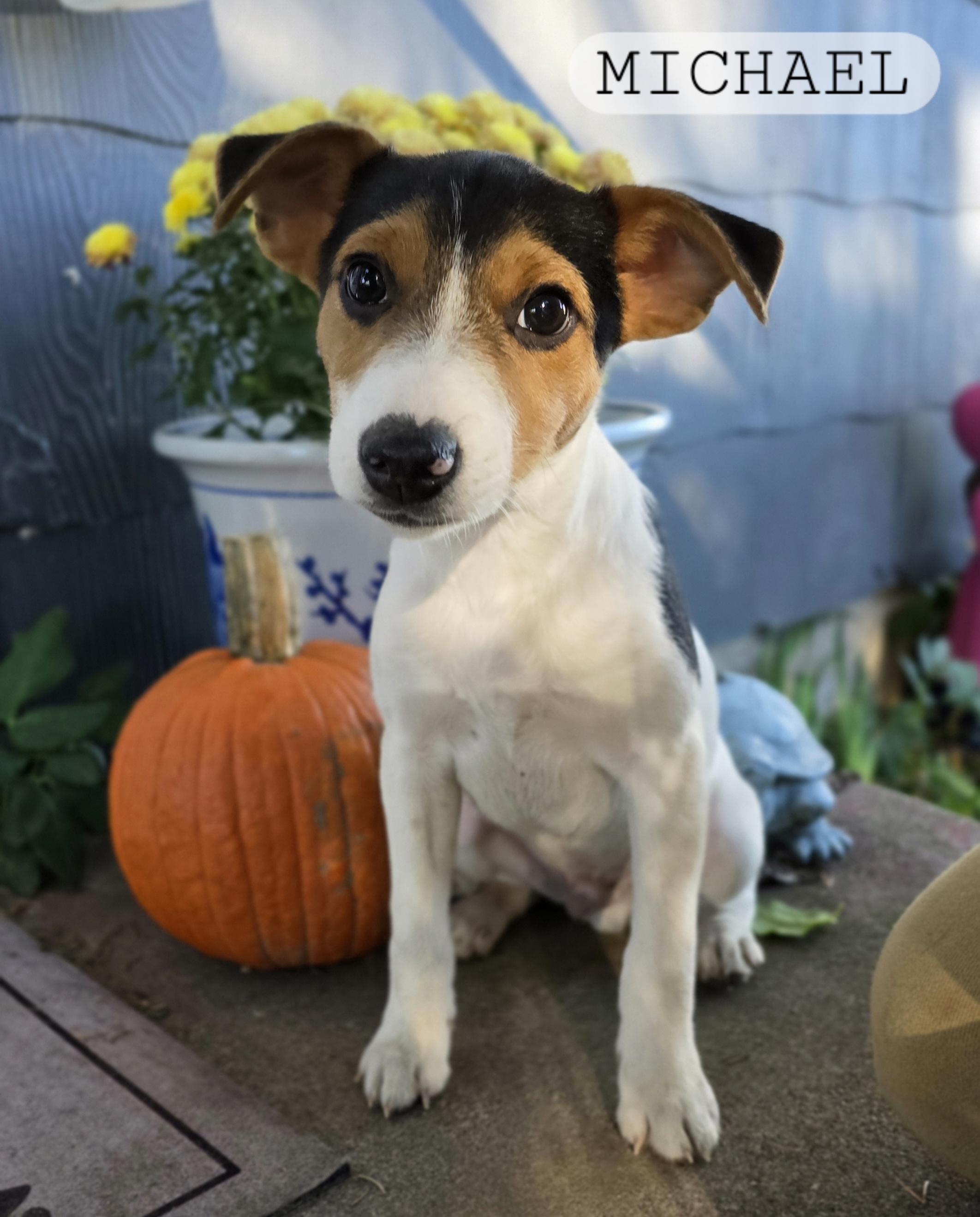 Enlarge Michael, a Adopted Fox Terrier in Rice Lake, WI image 1/1
