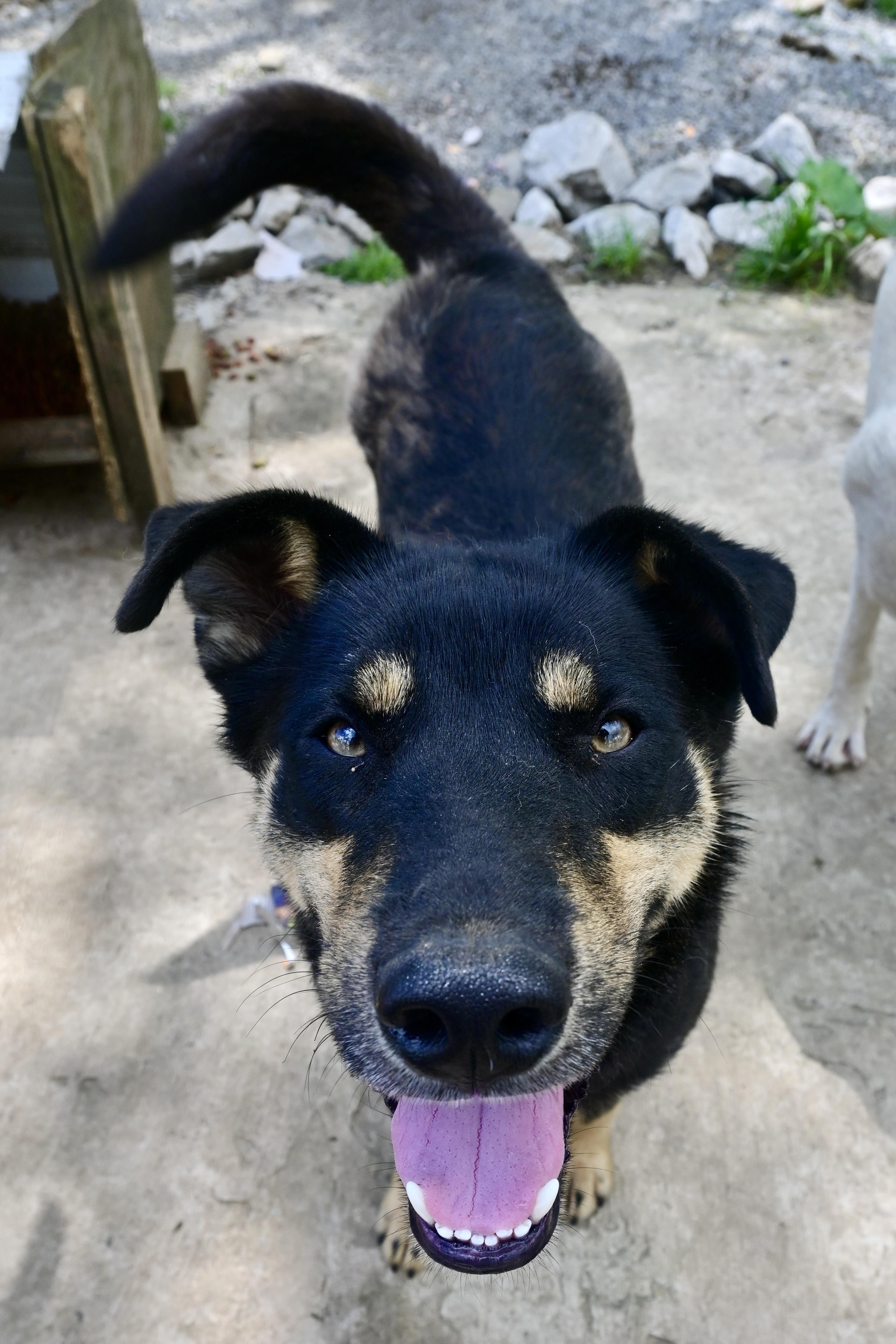 Howard, Adoptable, Adult Male Husky & Shepherd.